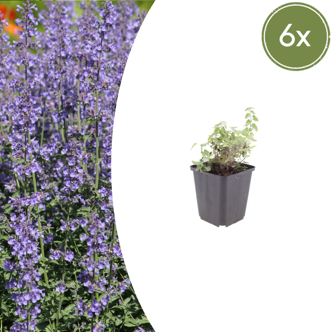 Nepeta ‘Grol’ (Katzenminze)