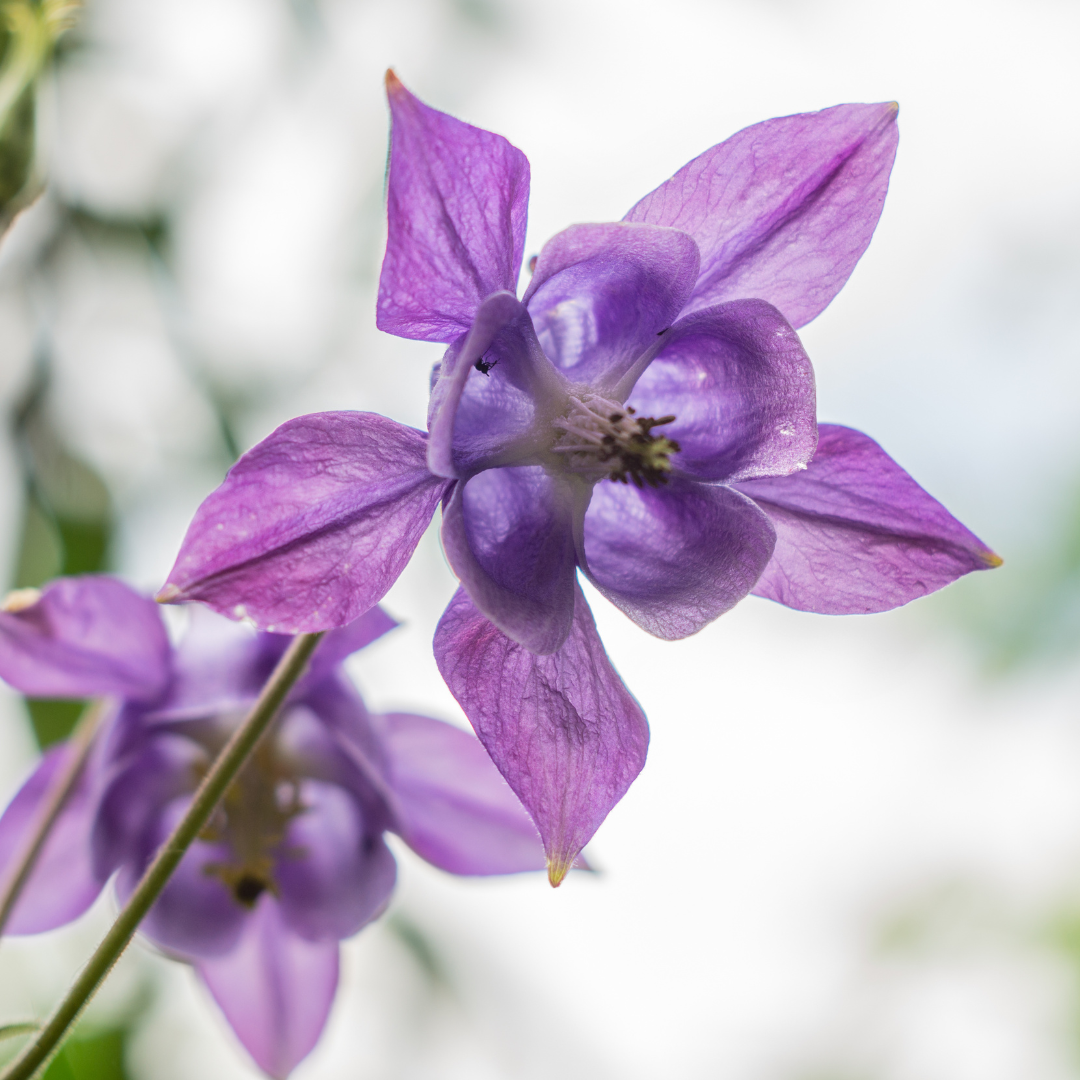 Aquilegia vulgaris (Akelei)