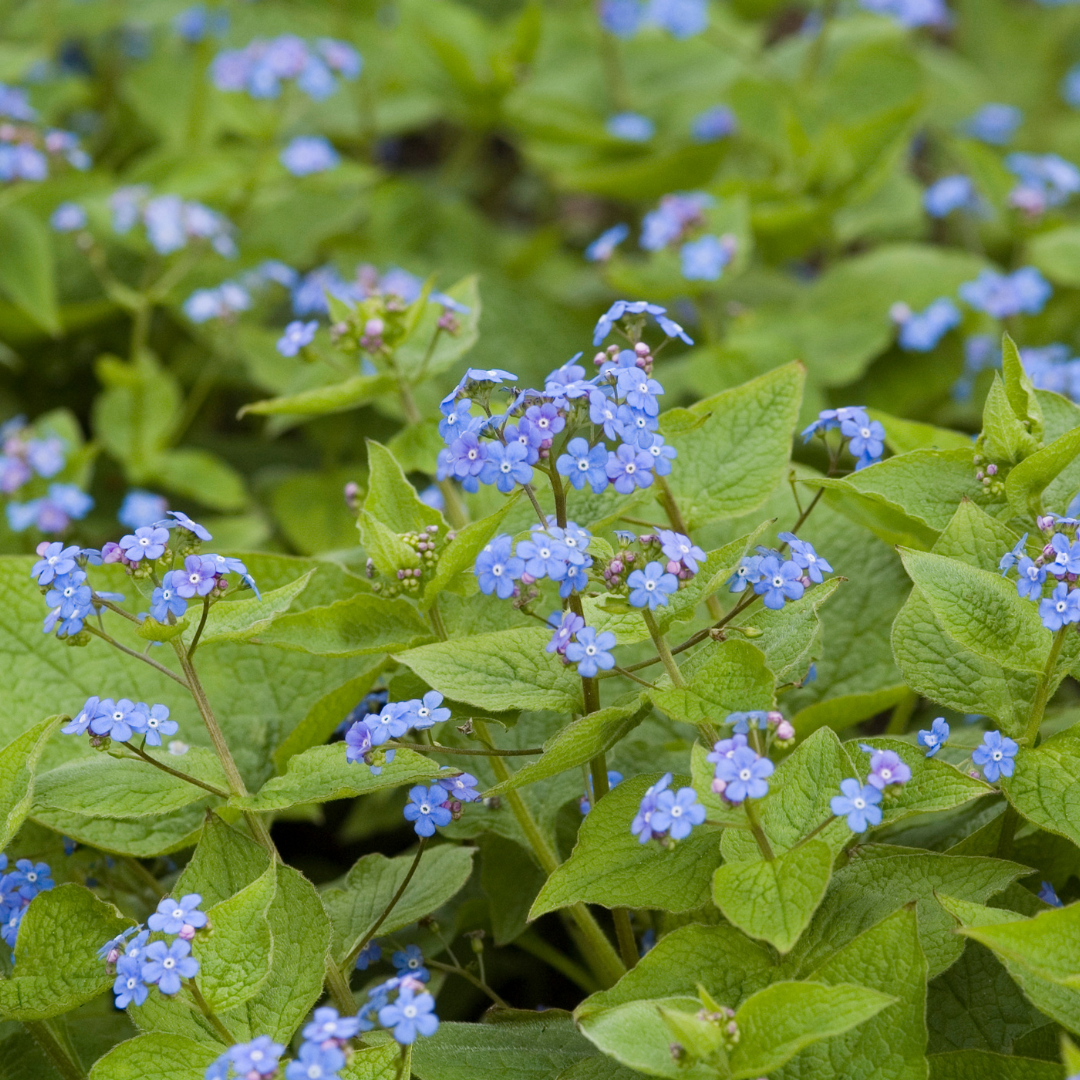 Brunnera macrophylla (Kaukasus-Vergissmeinnicht)