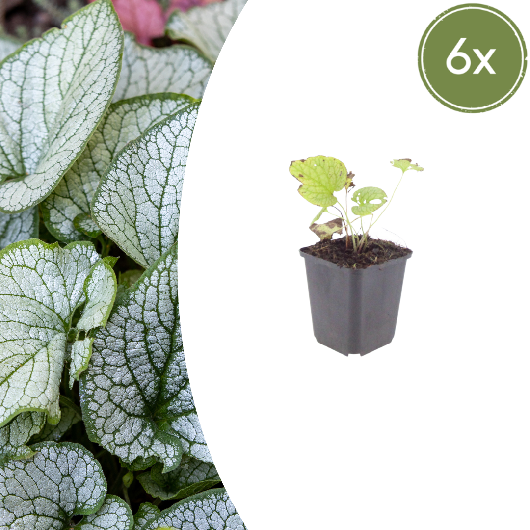 Brunnera macrophylla ‘Jack Frost’ (Kaukasus-Vergissmeinnicht)