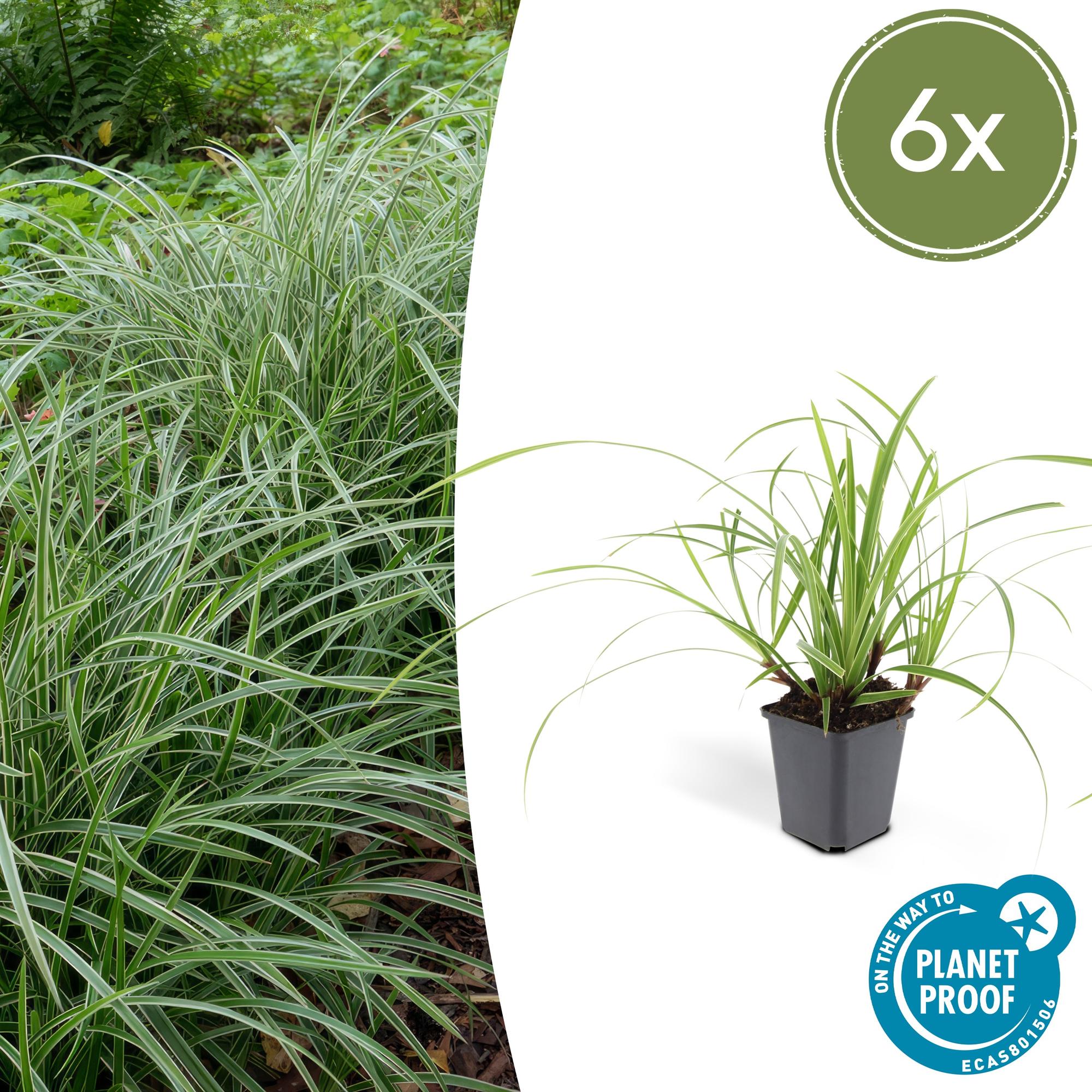 Japan-Segge ‘Ice Dance’ (Carex morrowii)