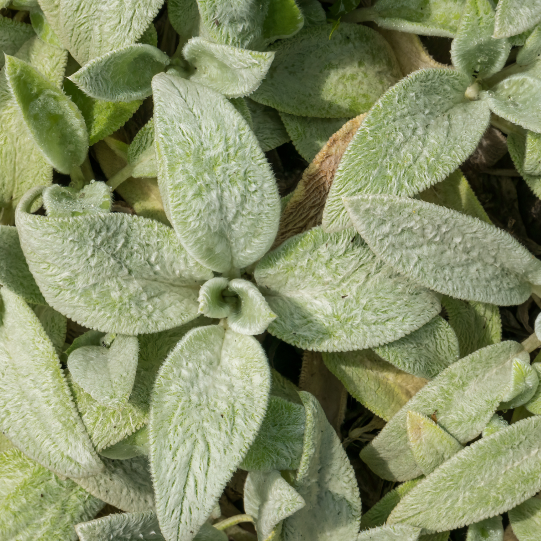Stachys byzantina ‘Silver Carpet’ (Wollziest)