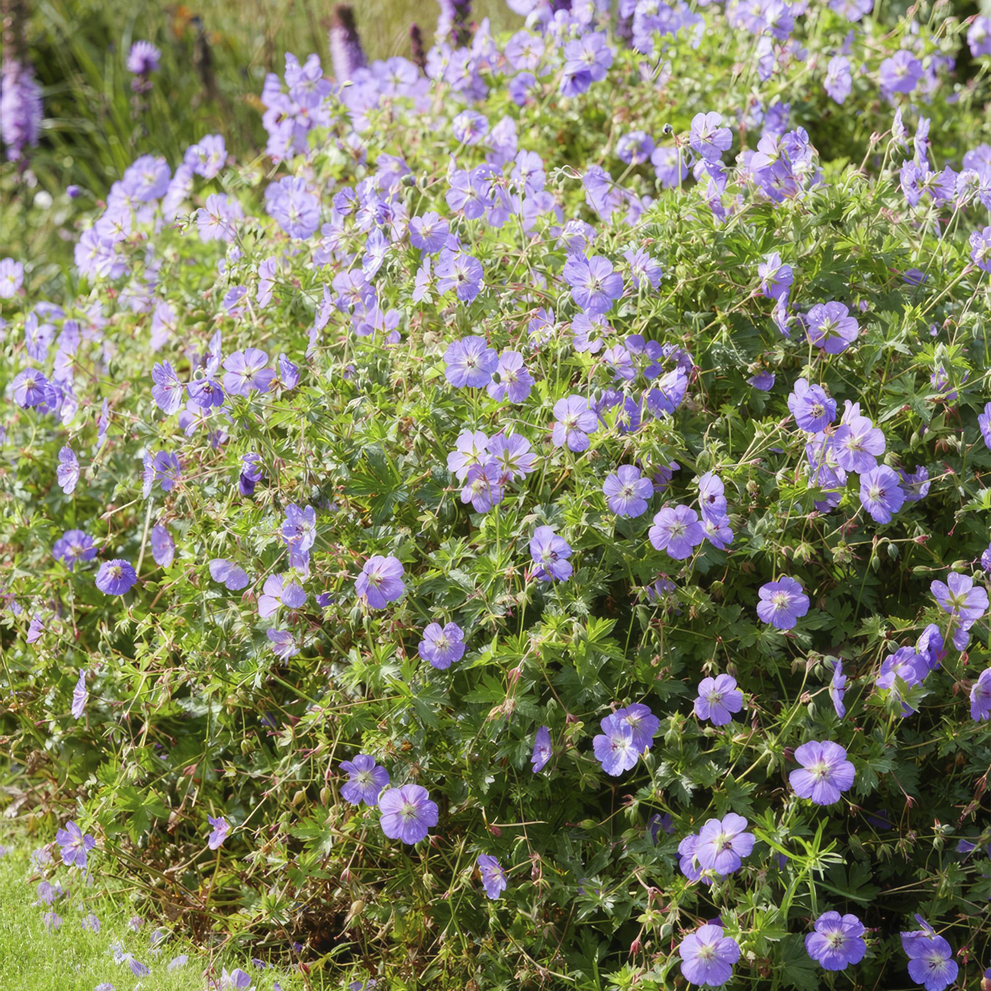 Storchschnabel ‘Rozanne’ (Geranium)