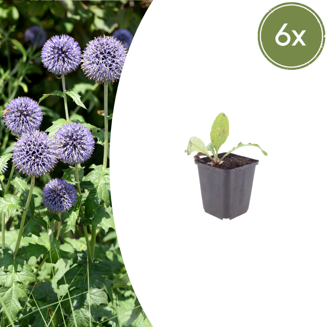 Echinops ritro (Kugeldistel)