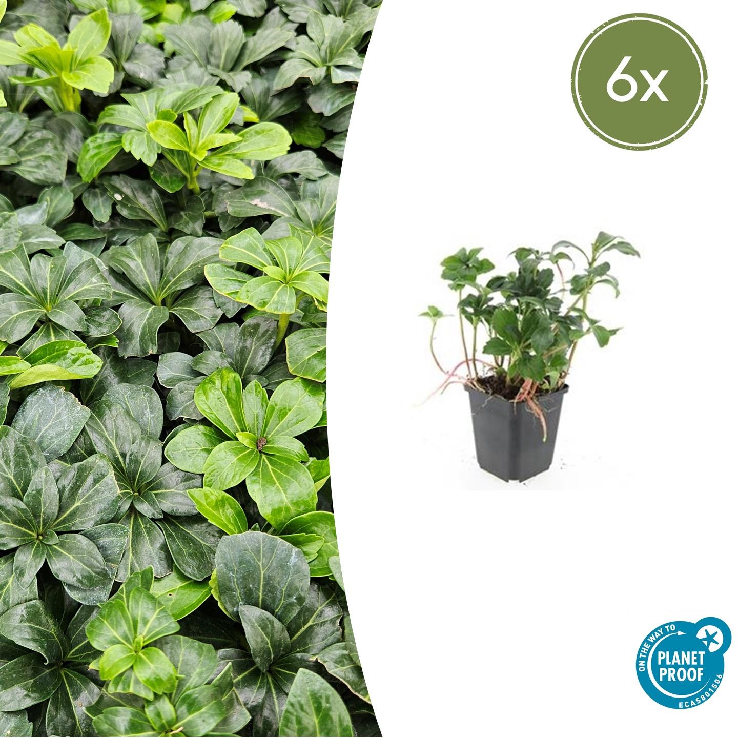 Pachysandra terminalis ‘Green Sheen’ (Dickmännchen)