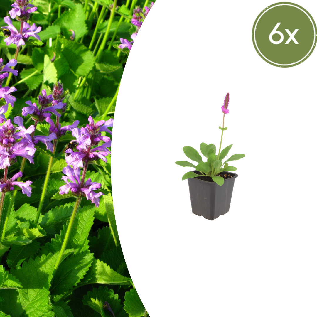 Stachys monieri ‘Hummelo’ (Ziest)