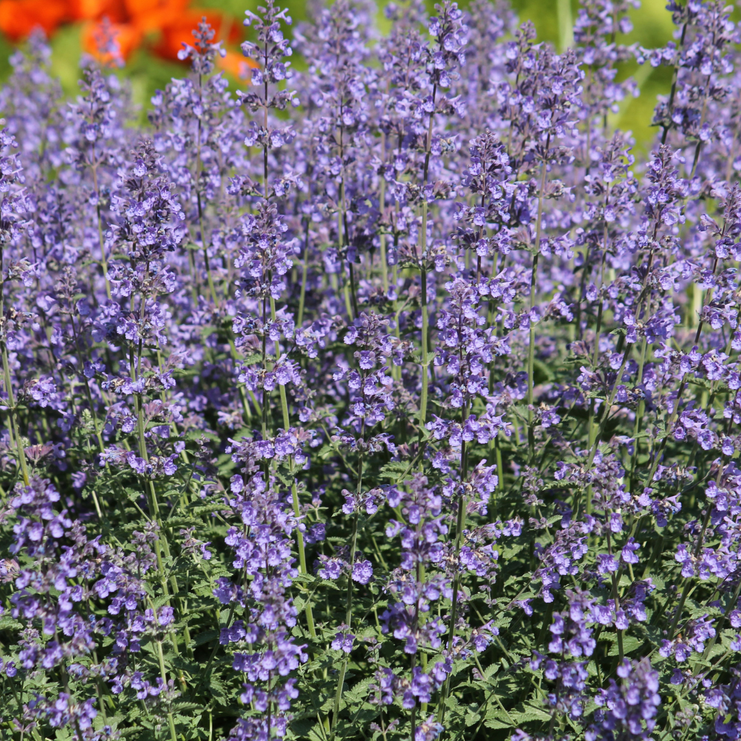 Nepeta ‘Grol’ (Katzenminze)