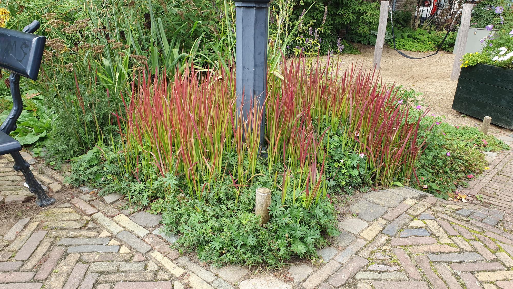 Imperata cylindrica 'Red Baron'