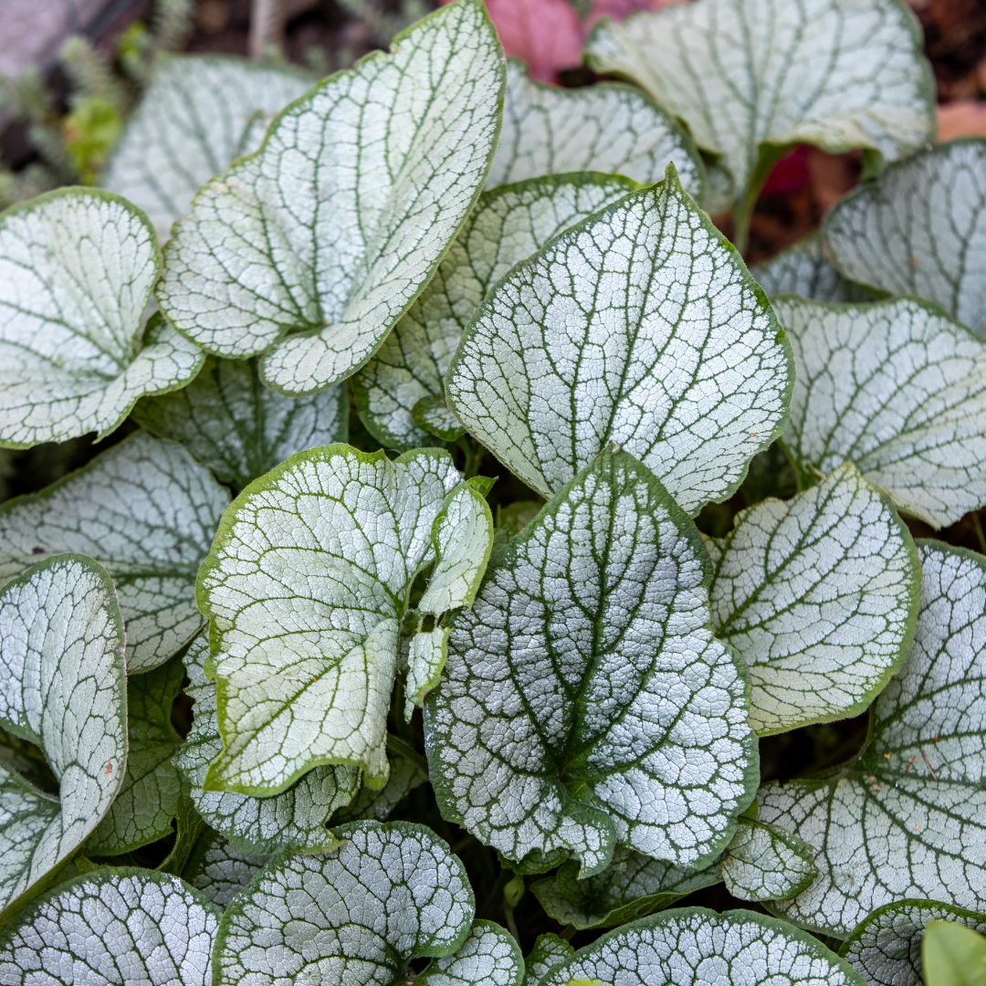 Brunnera macrophylla ‘Jack Frost’ (Kaukasus-Vergissmeinnicht)