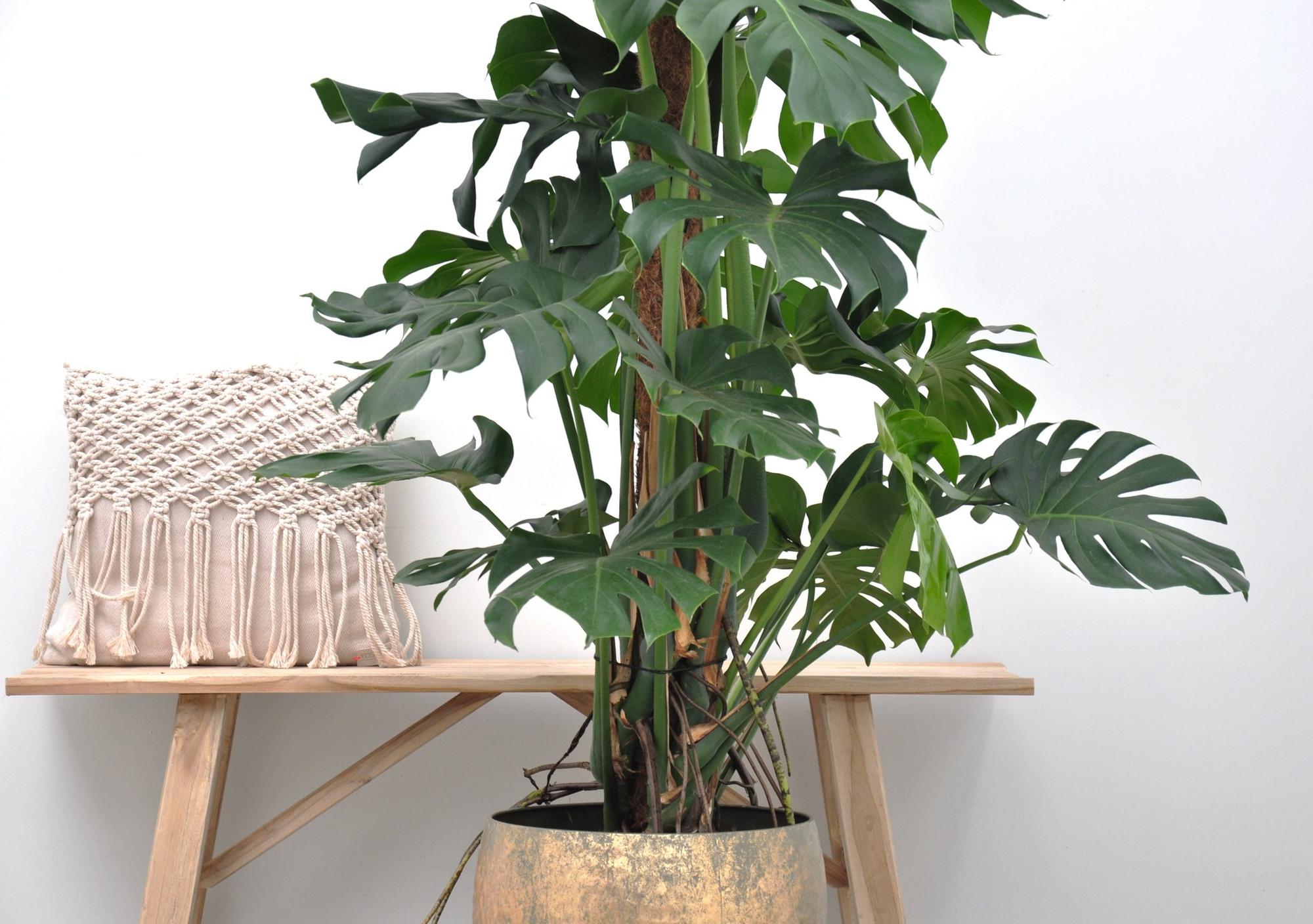 Noor - Monstera Deliciosa - 55 - 200 cm / ⌀14 - ⌀50