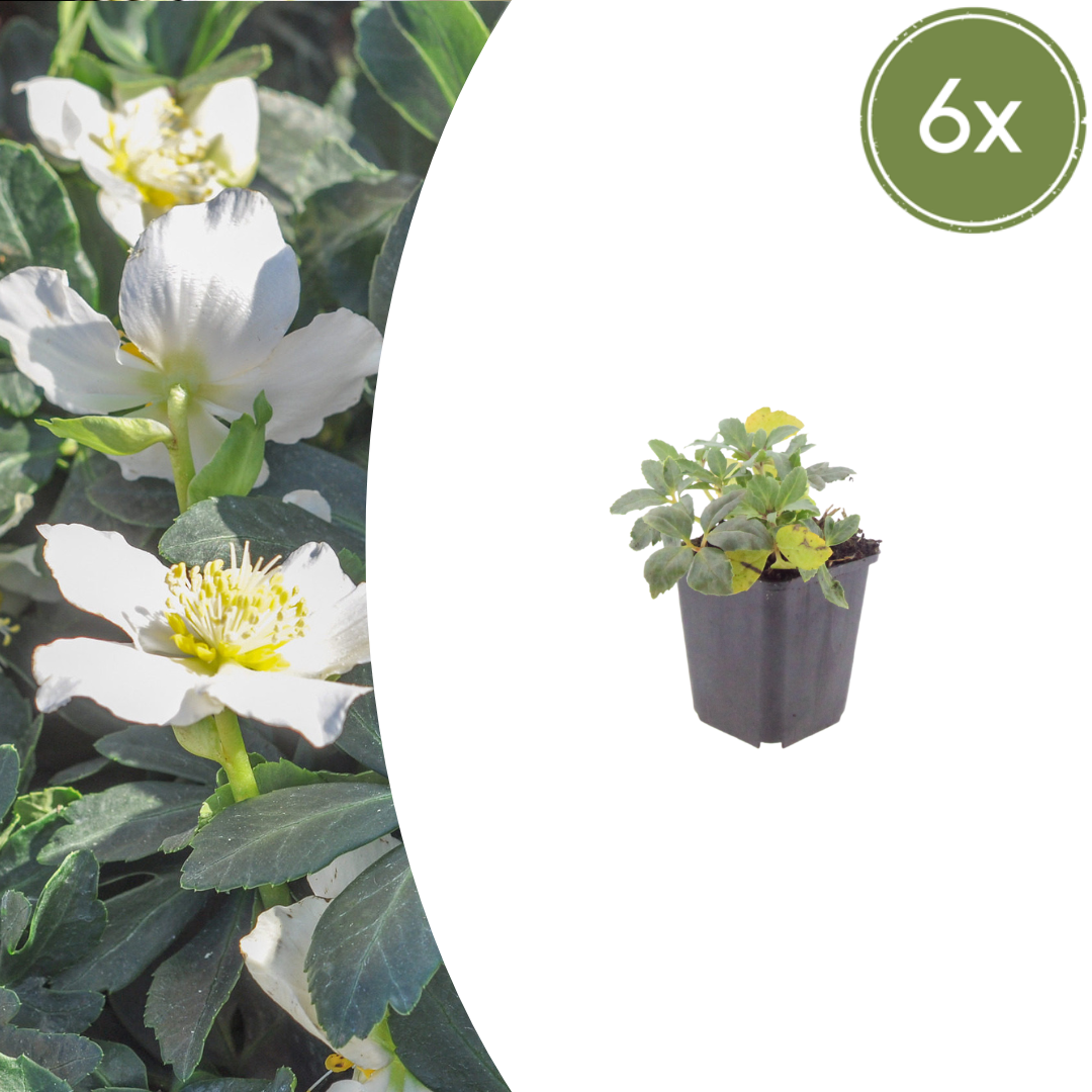 Helleborus orientalis (Lenzrose)