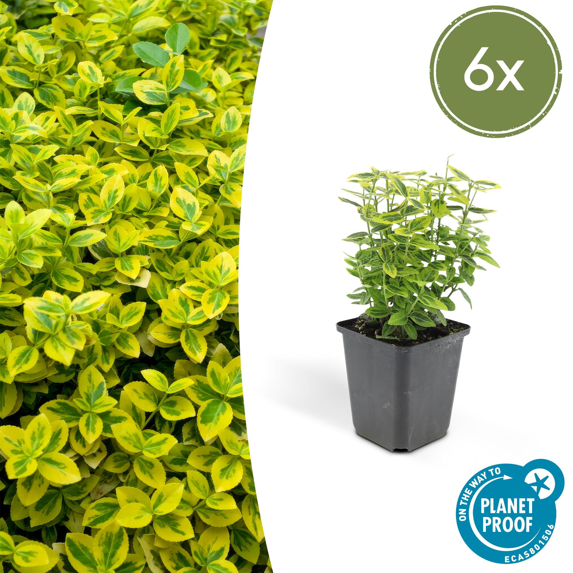 Kriechspindel ‘Emerald ’n Gold’ (Euonymus fortunei)