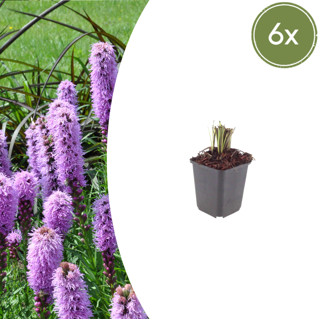 Liatris spicata (Prachtscharte)