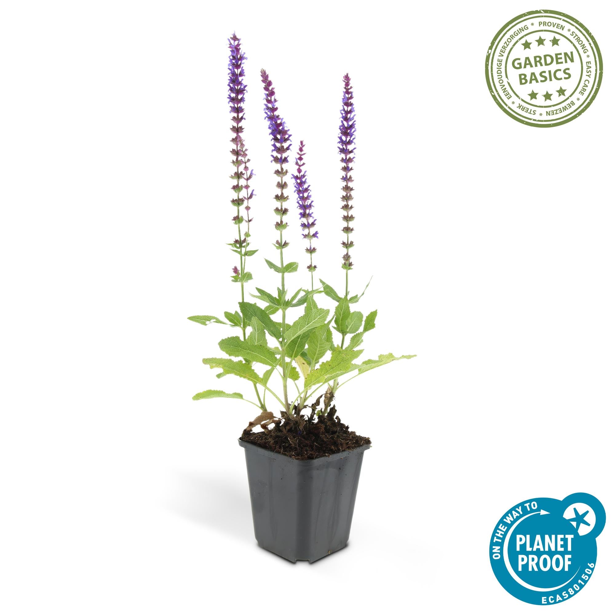 Steppen-Salbei ‘Ostfriesland’ (Salvia nemorosa)