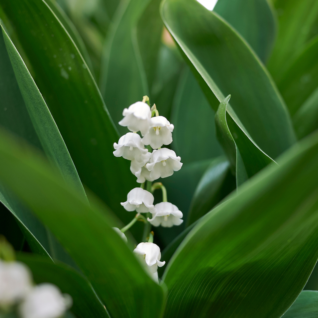 Convallaria majalis
