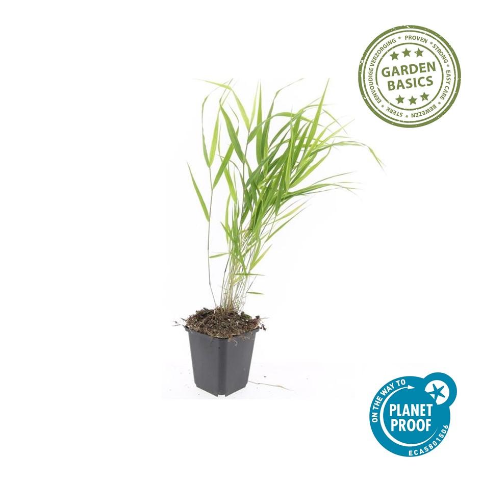 Japanisches Berggras (Hakonechloa macra)