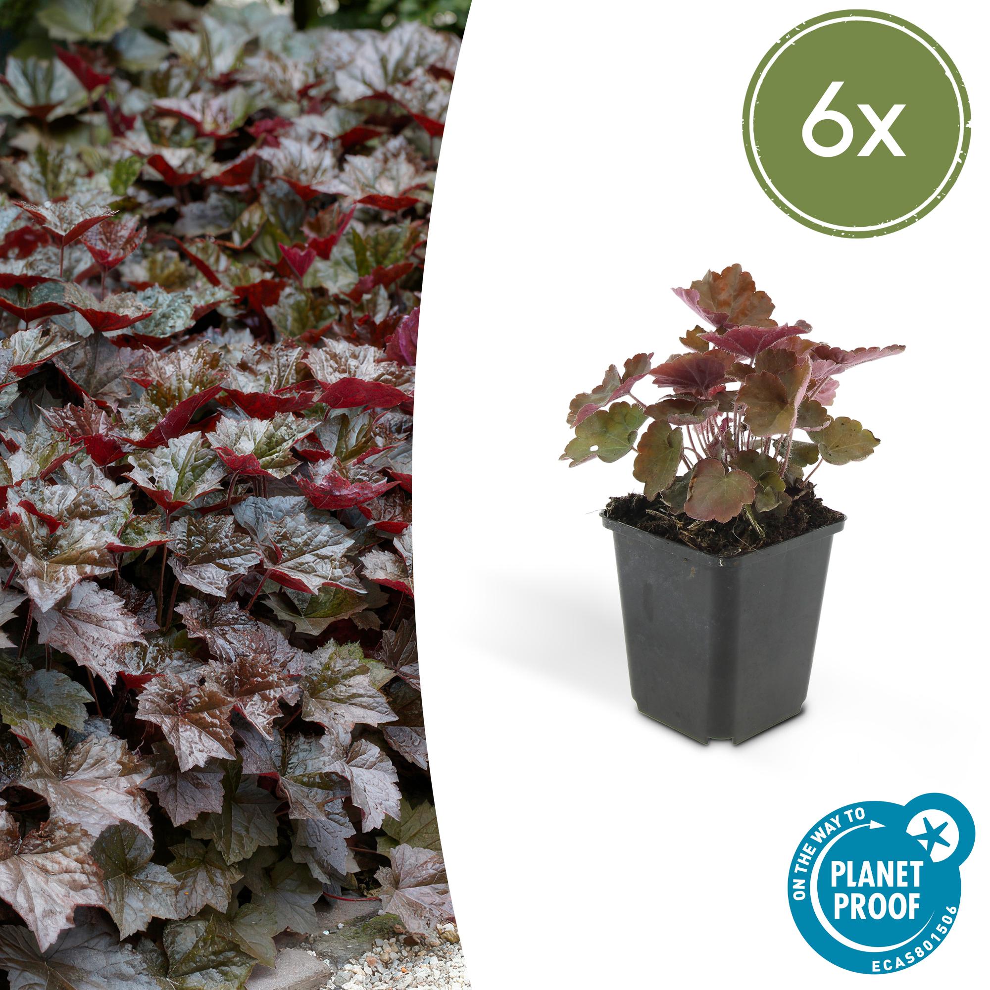 Purpurglöckchen ‘Palace Purple’ (Heuchera micrantha)