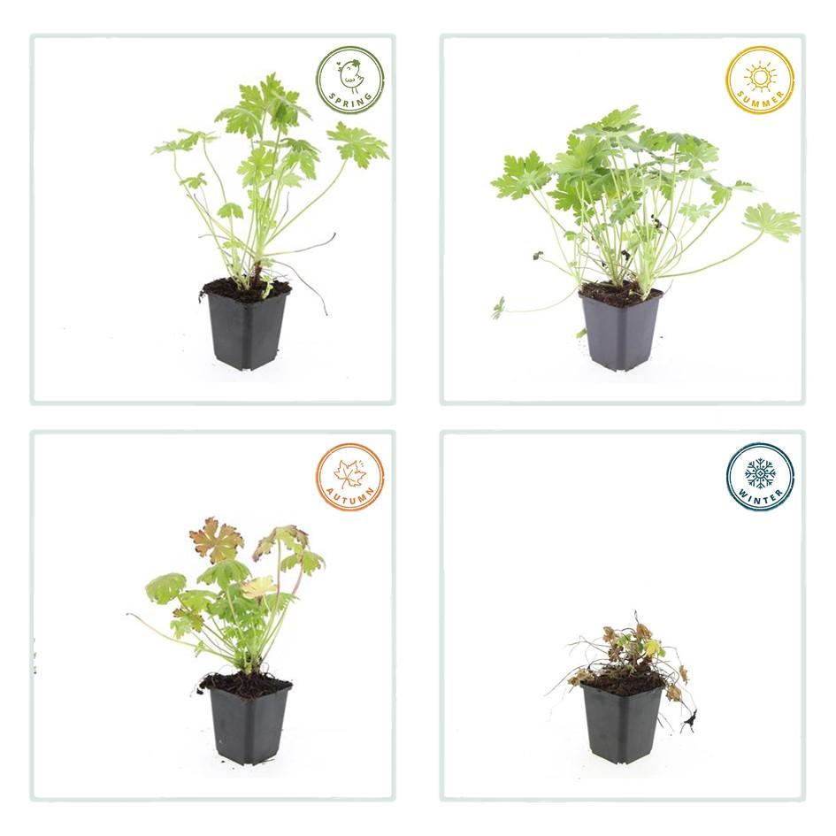Duft-Storchschnabel (Geranium macrorrhizum)
