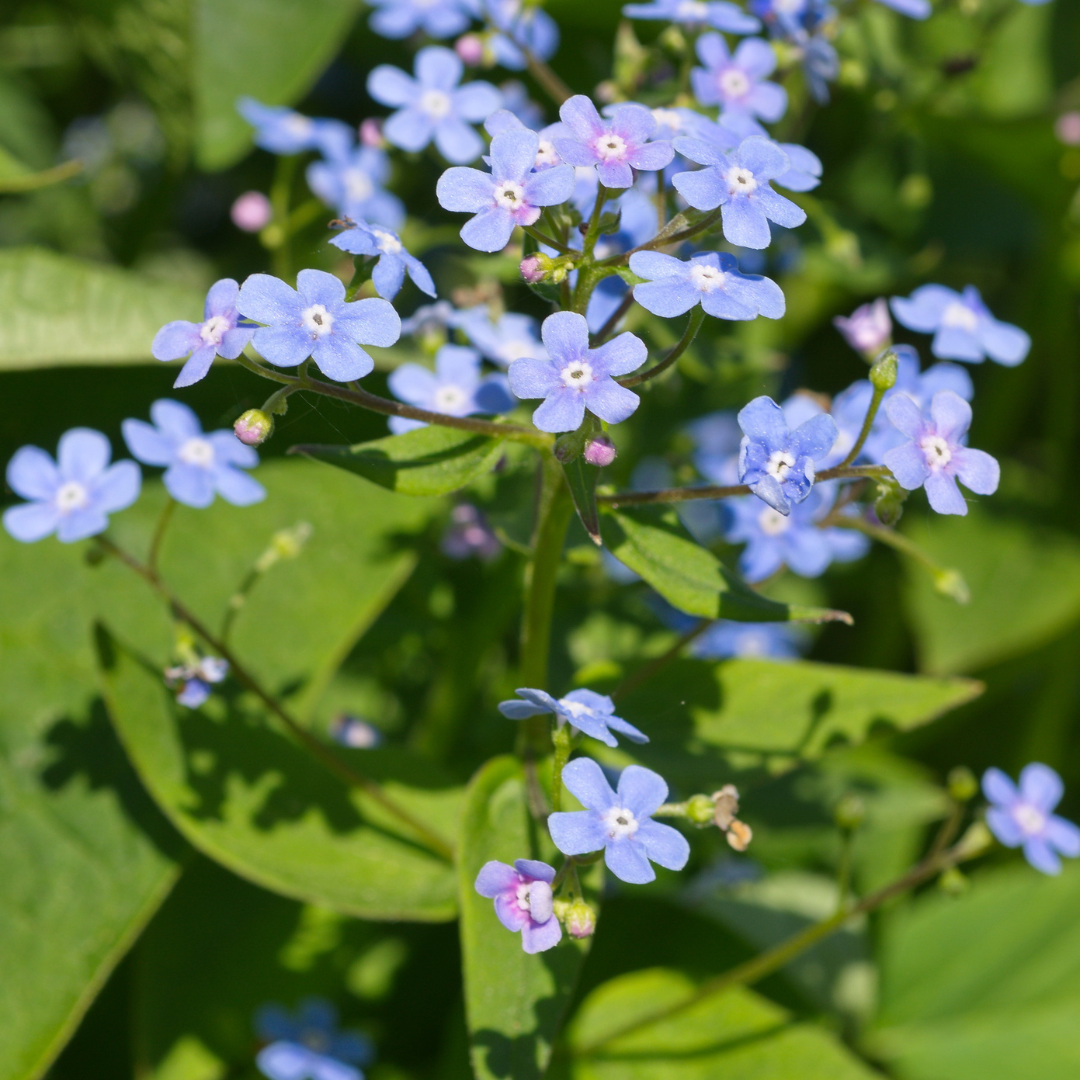 Brunnera macrophylla (Kaukasus-Vergissmeinnicht)