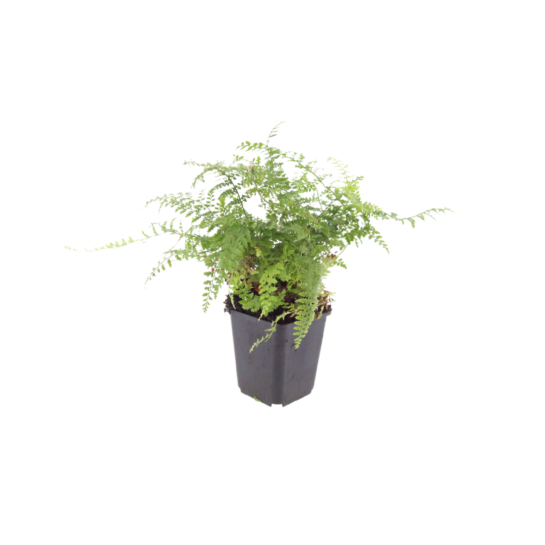 Polystichum setiferum ‘Herrenhausen’ (Weicher Schildfarn)