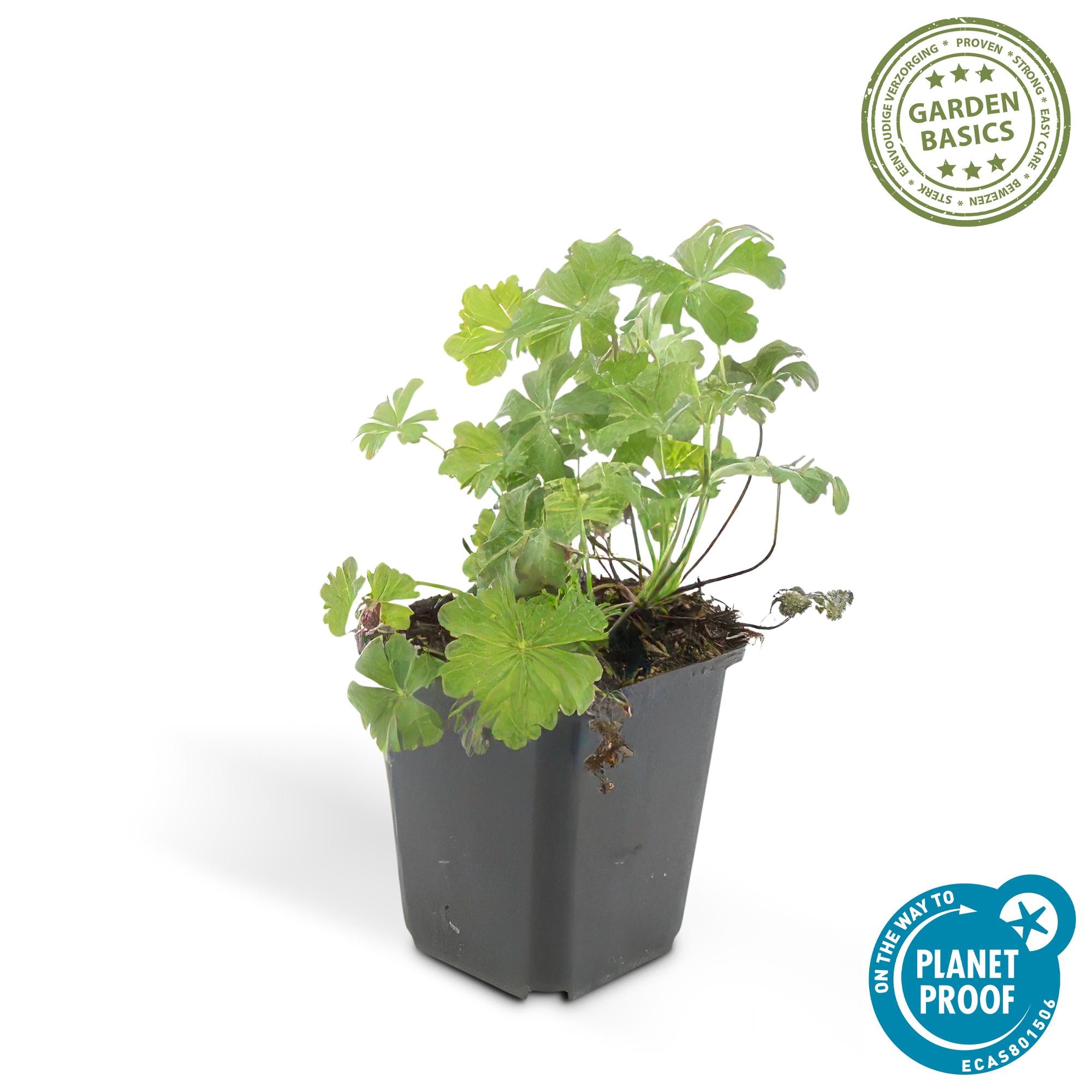 Storchschnabel ‘Biokovo’ (Geranium cantabrigiense)