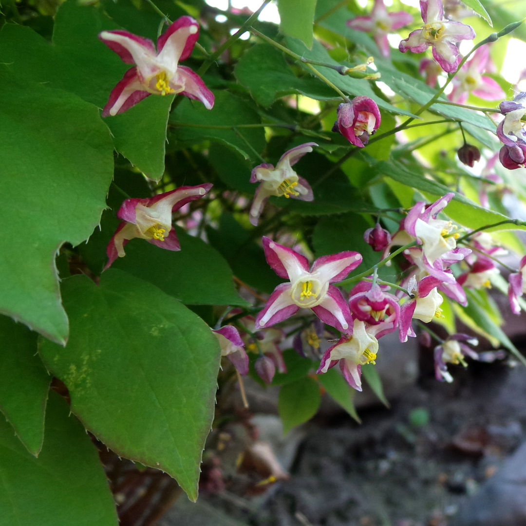 Epimedium × rubrum (Elfenblume)