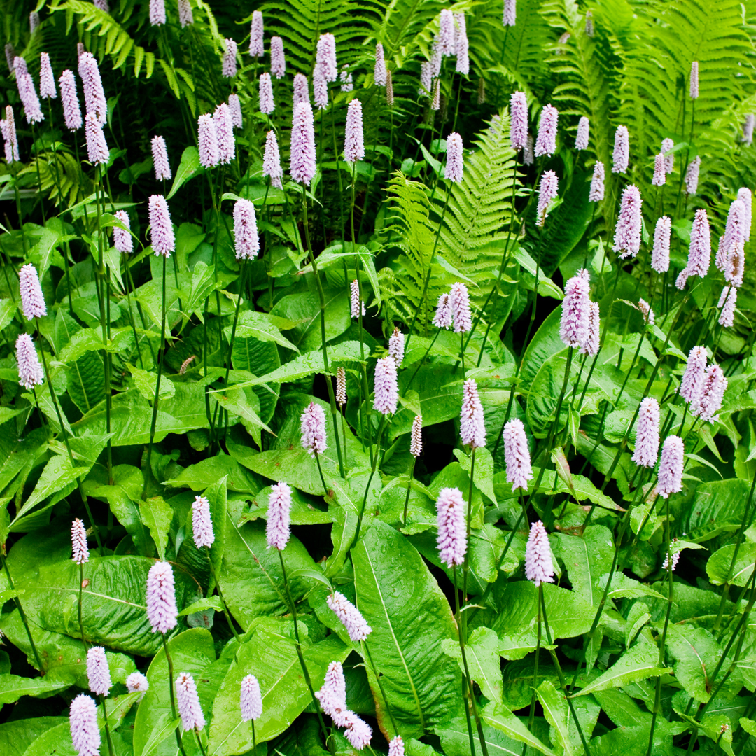 Persicaria amplexicaulis 'Alba' (Kerzenknöterich)