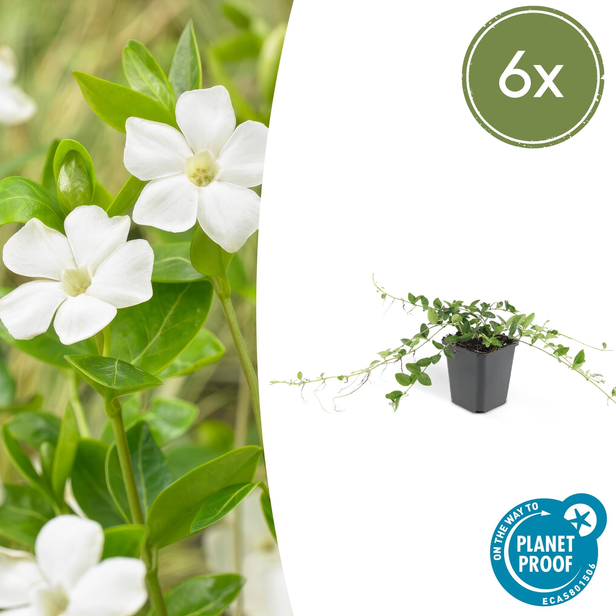 Kleines Immergrün ‘Alba’ (Vinca minor)