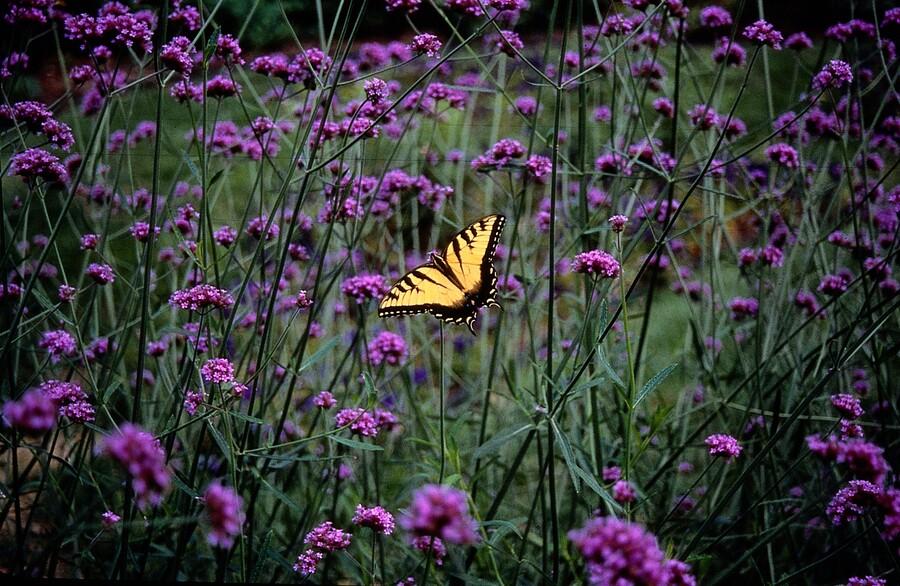 Eisenkraut (Verbena bonariensis)