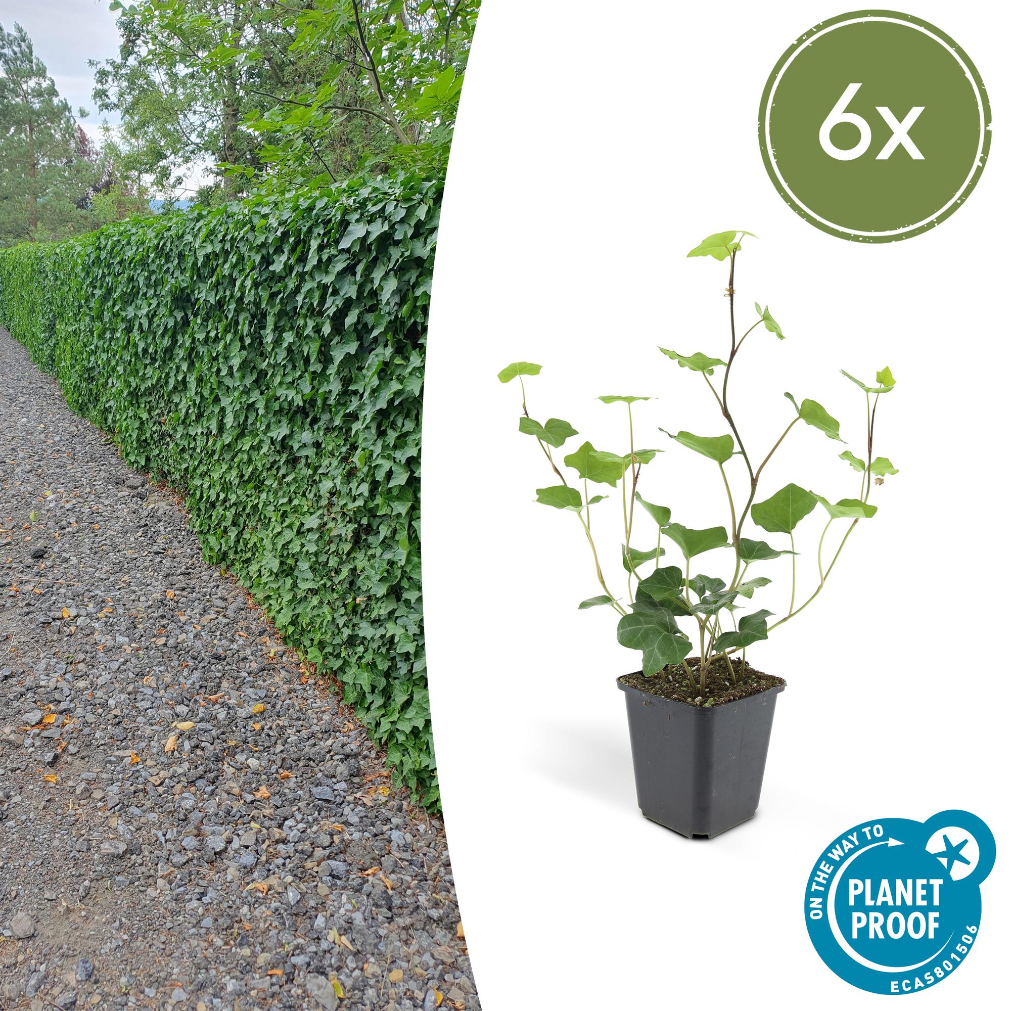 Irischer Efeu (Hedera hibernica)