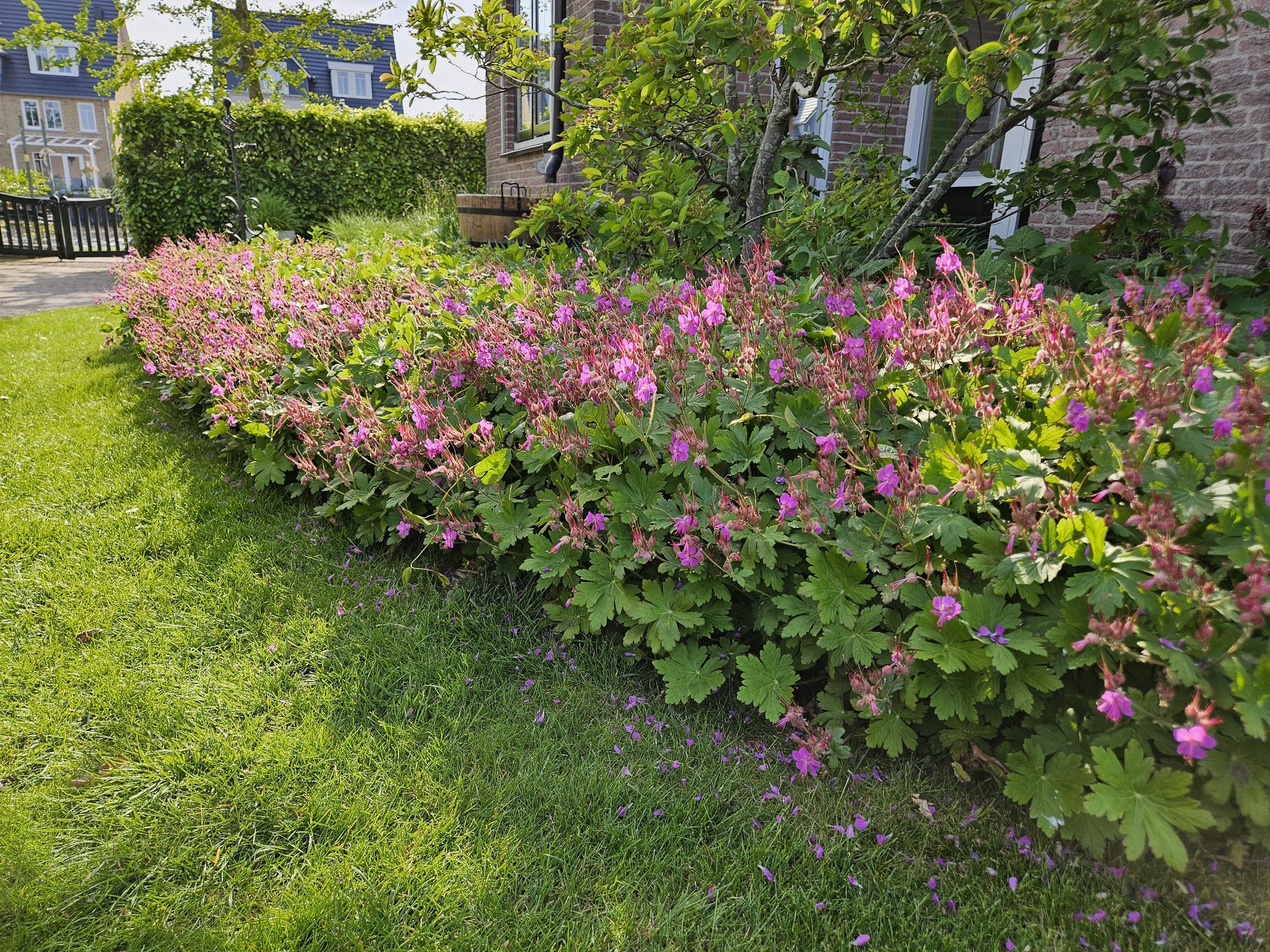 Duft-Storchschnabel (Geranium macrorrhizum)