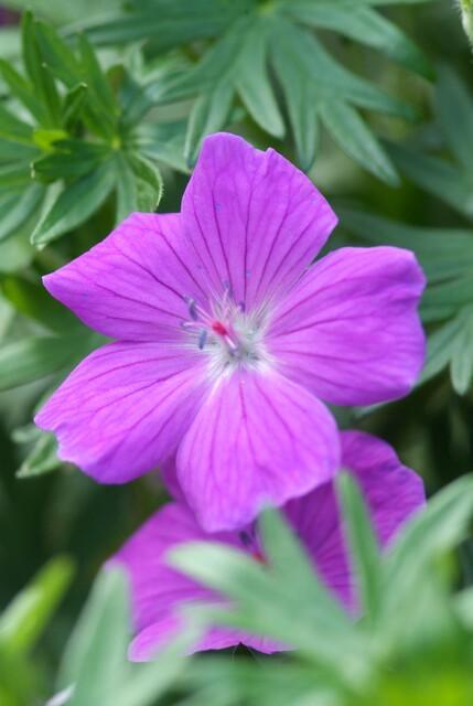Geranium ‘Tiny Monster’ (Storchschnabel)