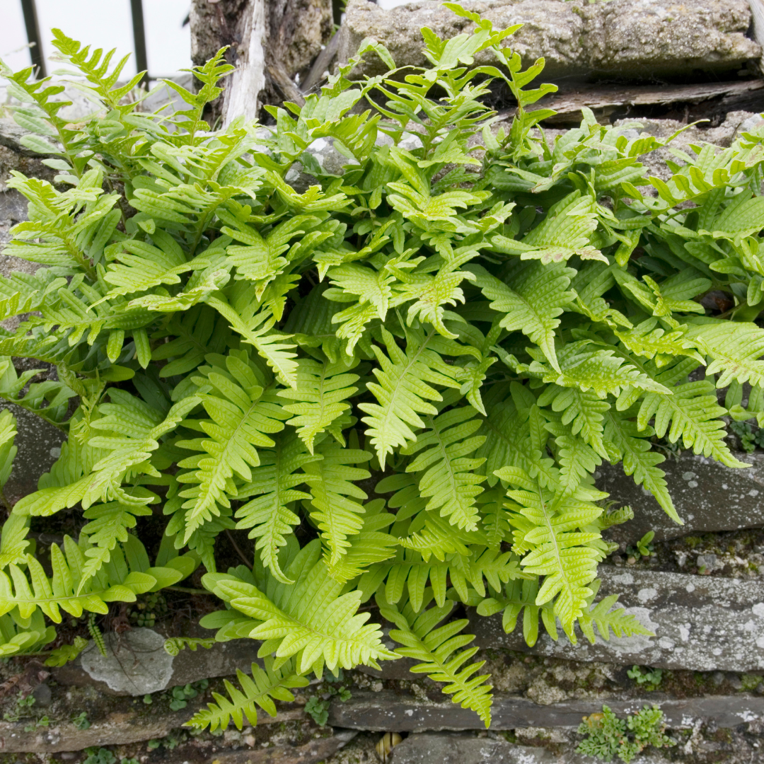 Polypodium vulgare (Tüpfelfarn)