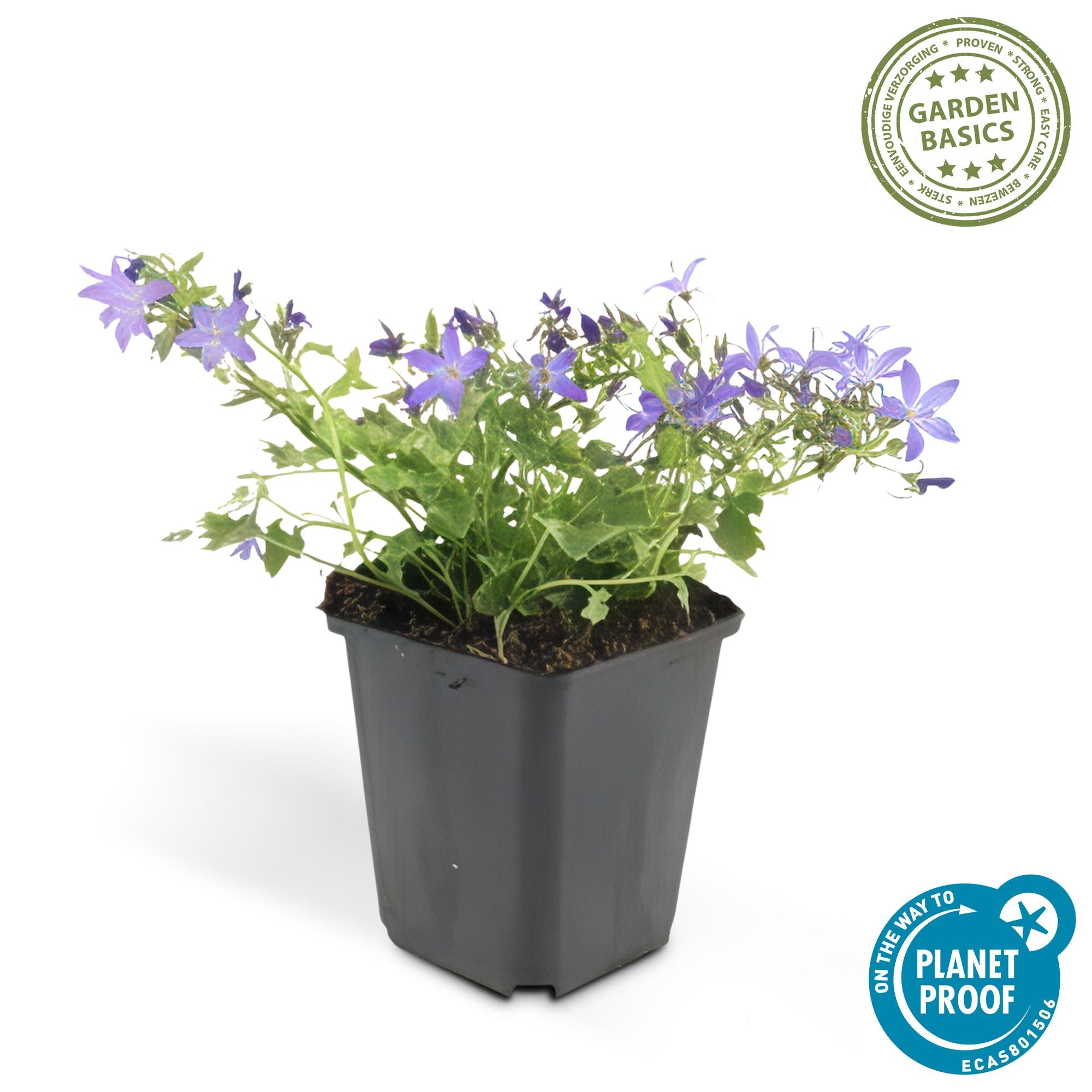 Hängepolster-Glockenblume ‘Stella’ (Campanula poscharskyana)