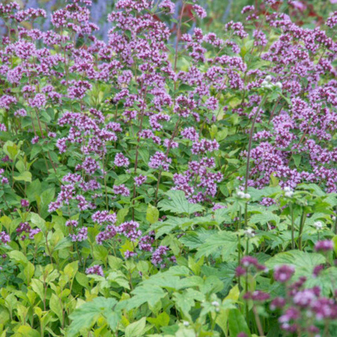 Origanum laevigatum 'Herrenhausen'