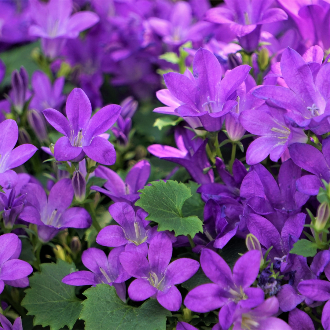 Campanula portenschlagiana (Dalmatiner-Glockenblume)