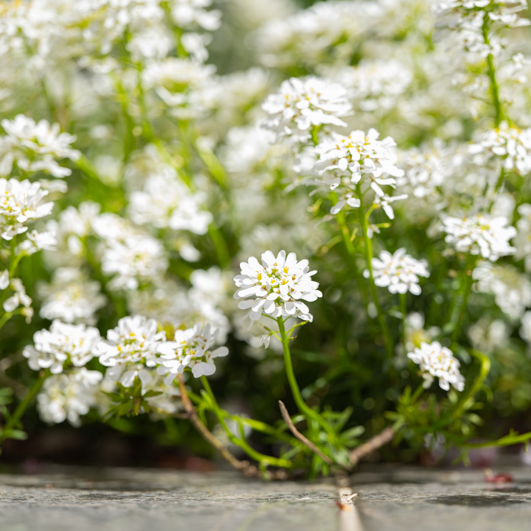 Iberis sempervirens ‘Schneeflocke’ (Schleifenblume)