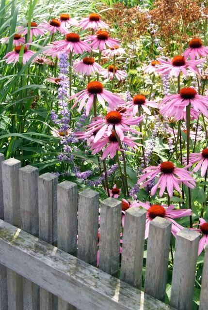 Sonnenhut ‘Magnus’ (Echinacea purpurea)