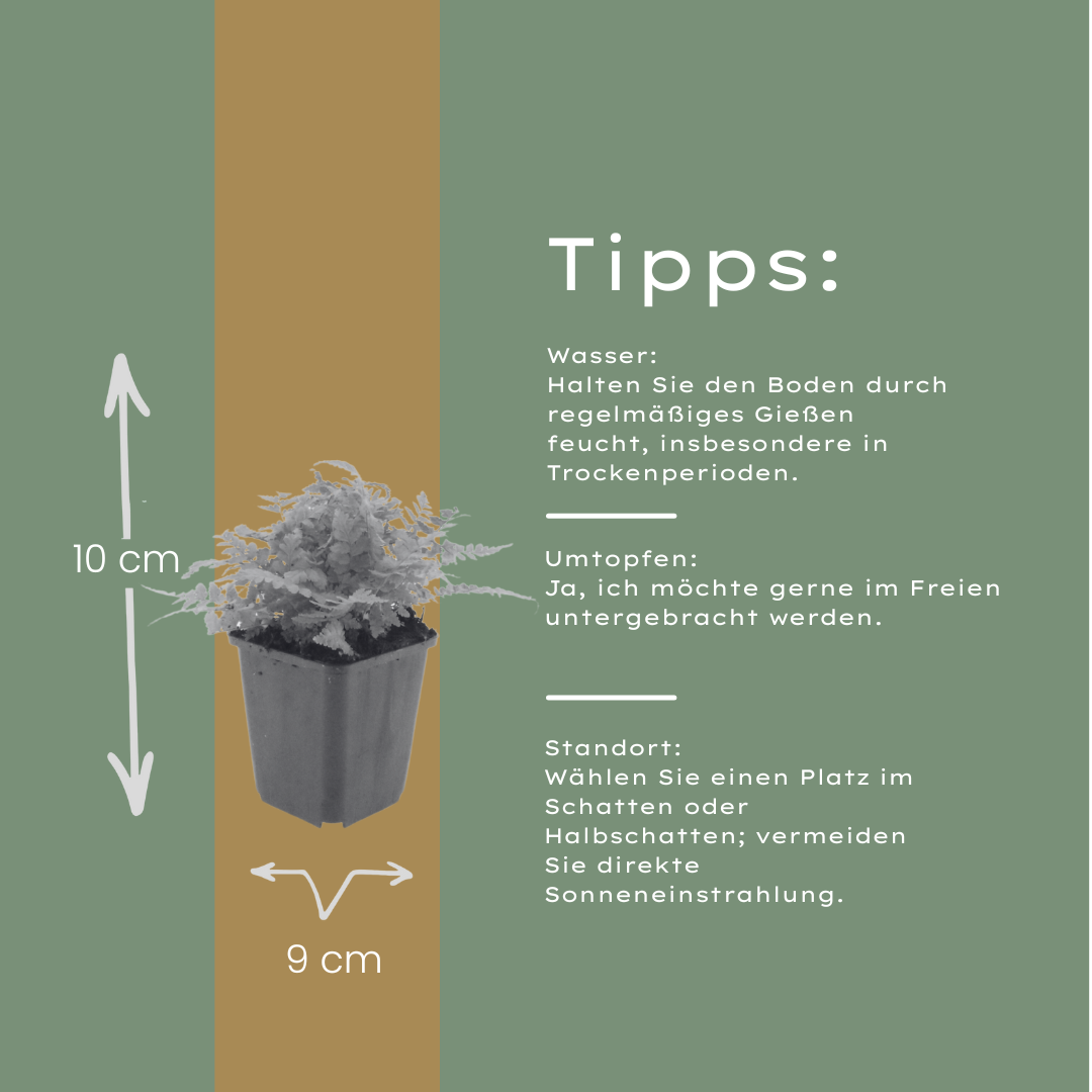 Dryopteris filix-mas (Wurmfarn)