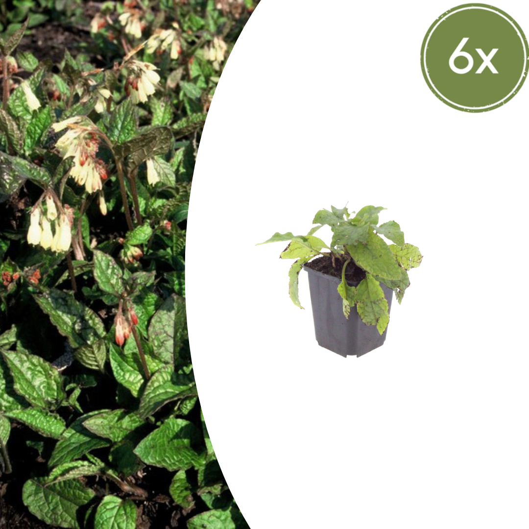Symphytum grandiflorum (Kaukasus-Beinwell)