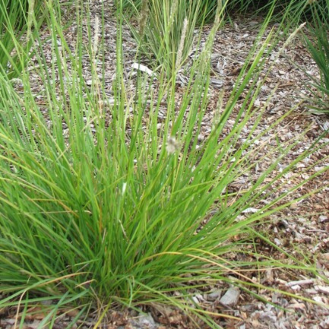 Sesleria autumnalis (Herbst-Kopfgras)