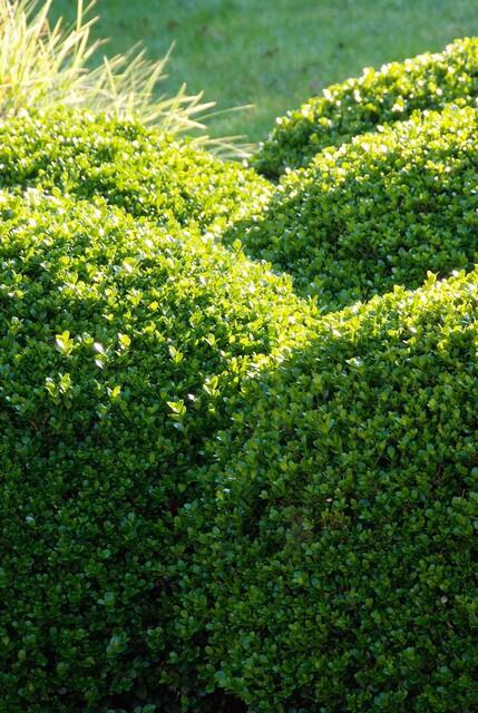 Buxus sempervirens (Gewöhnlicher Buchsbaum)