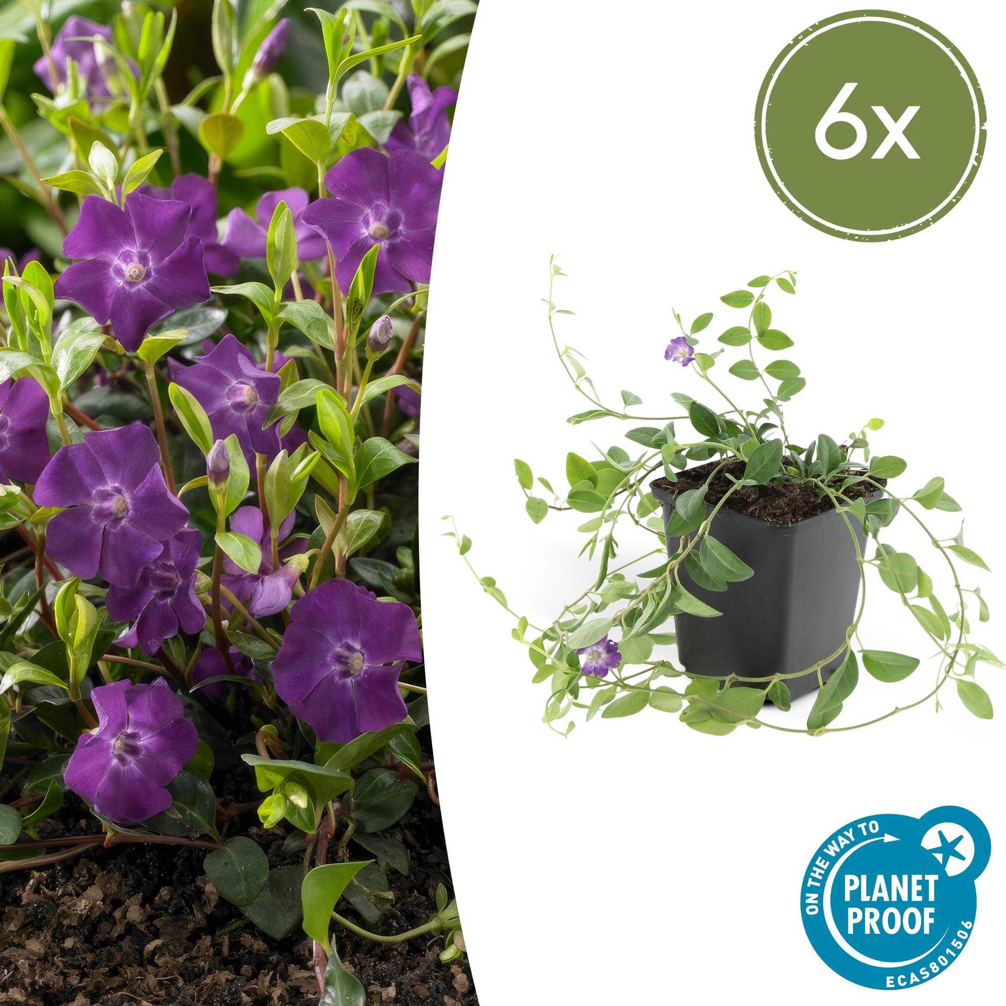 Kleines Immergrün ‘Atropurpurea’ (Vinca minor)