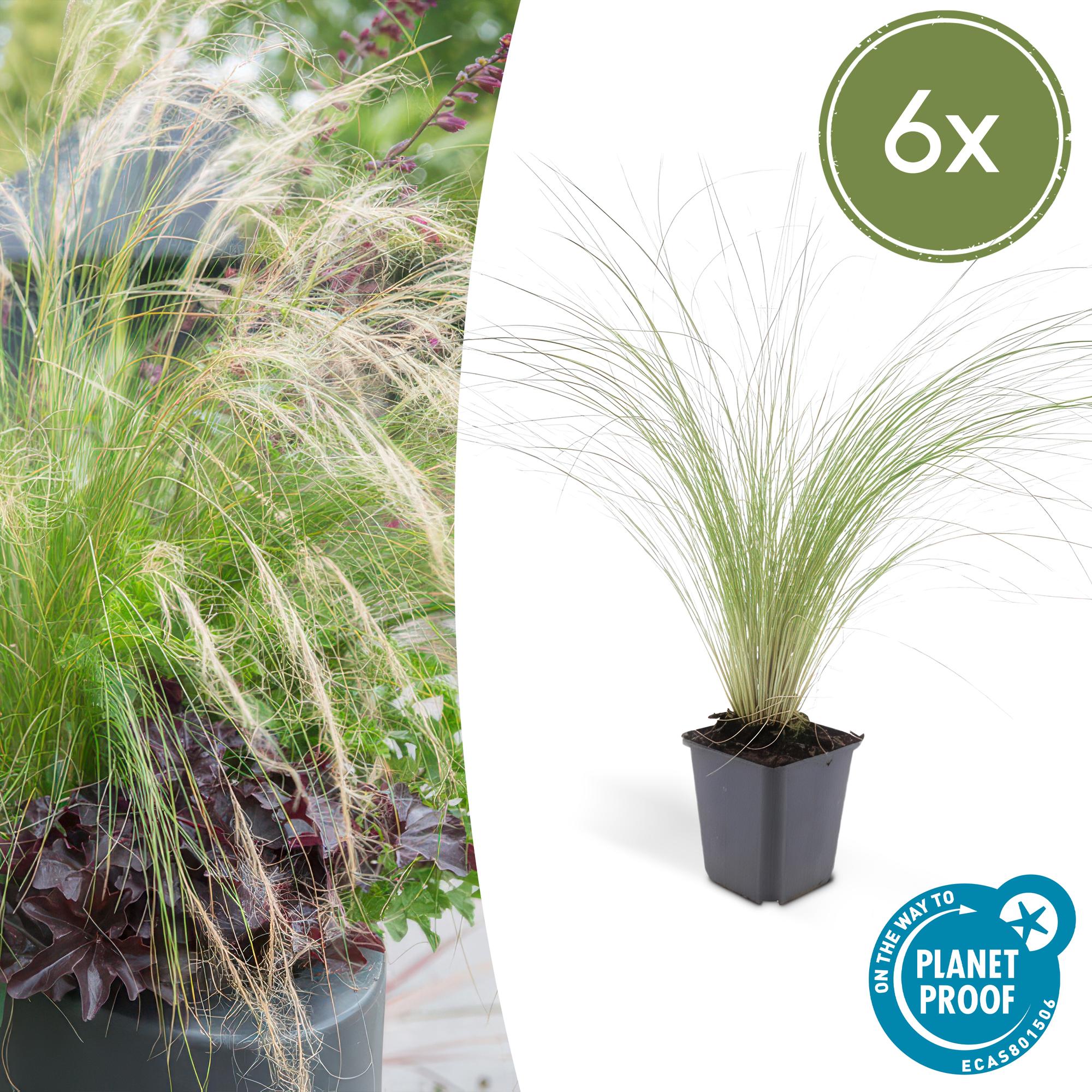 Federgras ‘Ponytails’ (Stipa tenuissima)