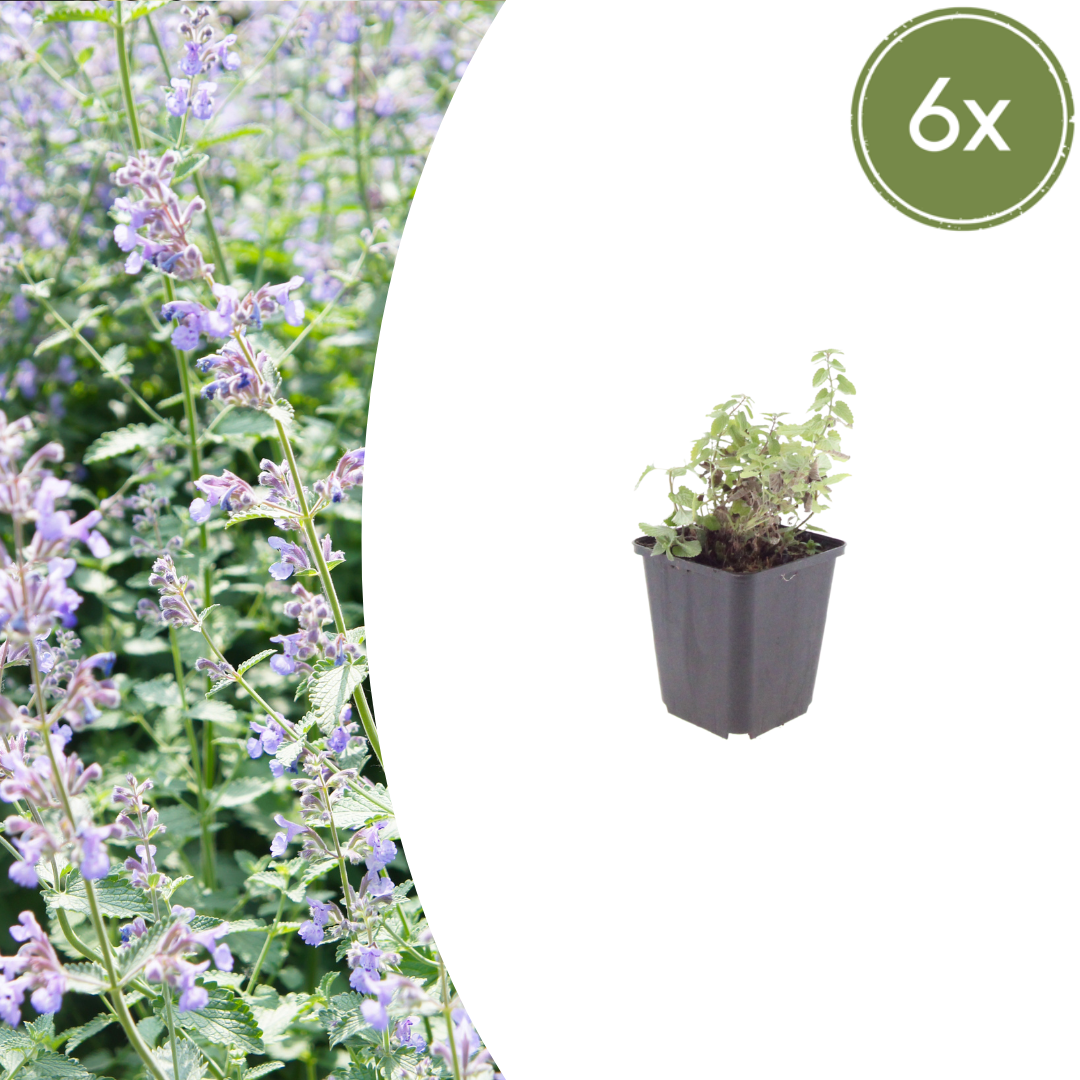 Nepeta × faassenii (Katzenminze)