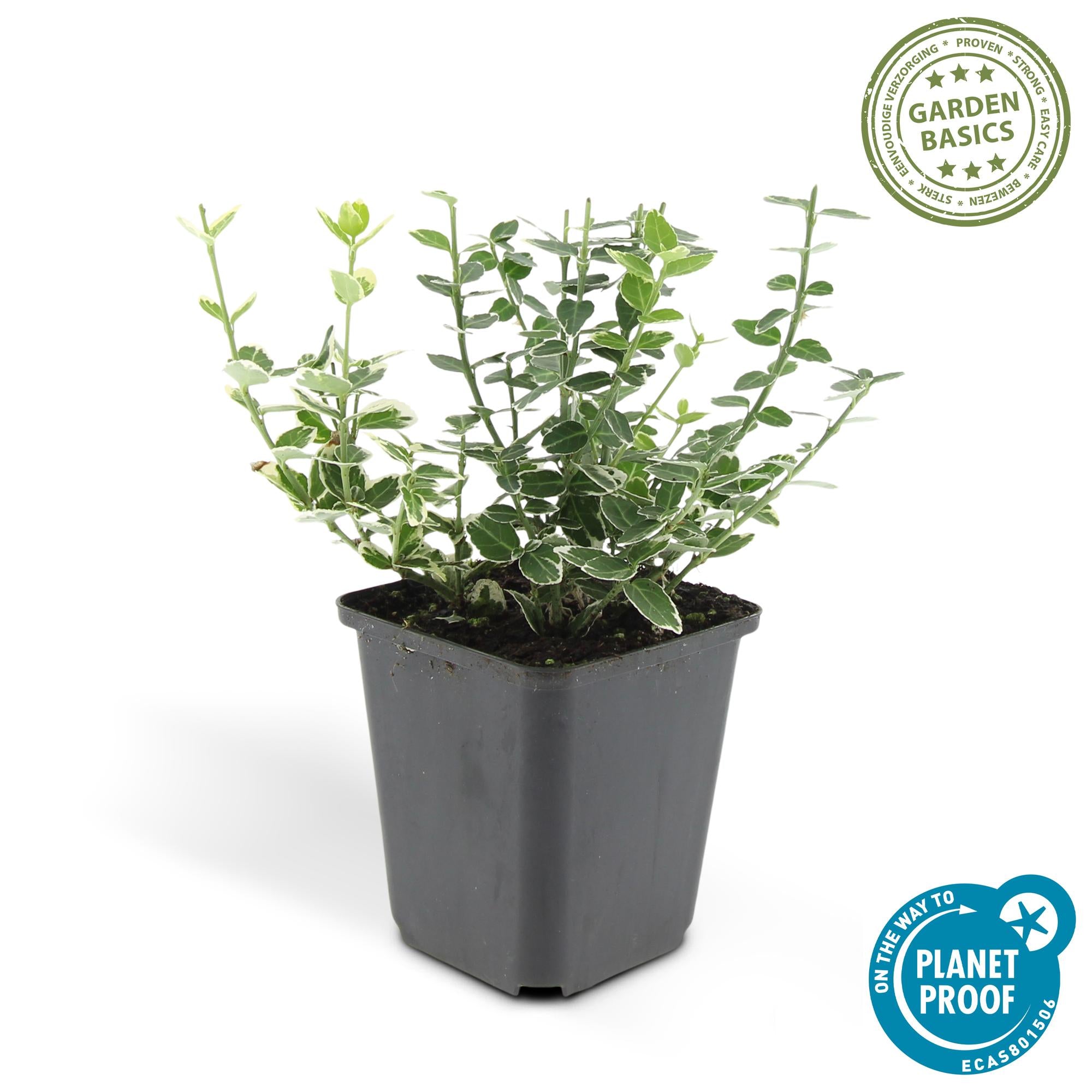 Kriechspindel ‘Emerald Gaiety’ (Euonymus fortunei)