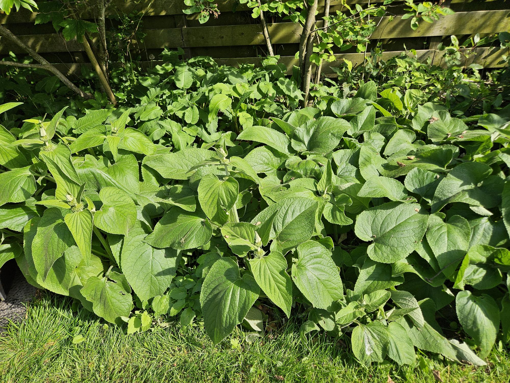 Phlomis russeliana (Brandkraut)