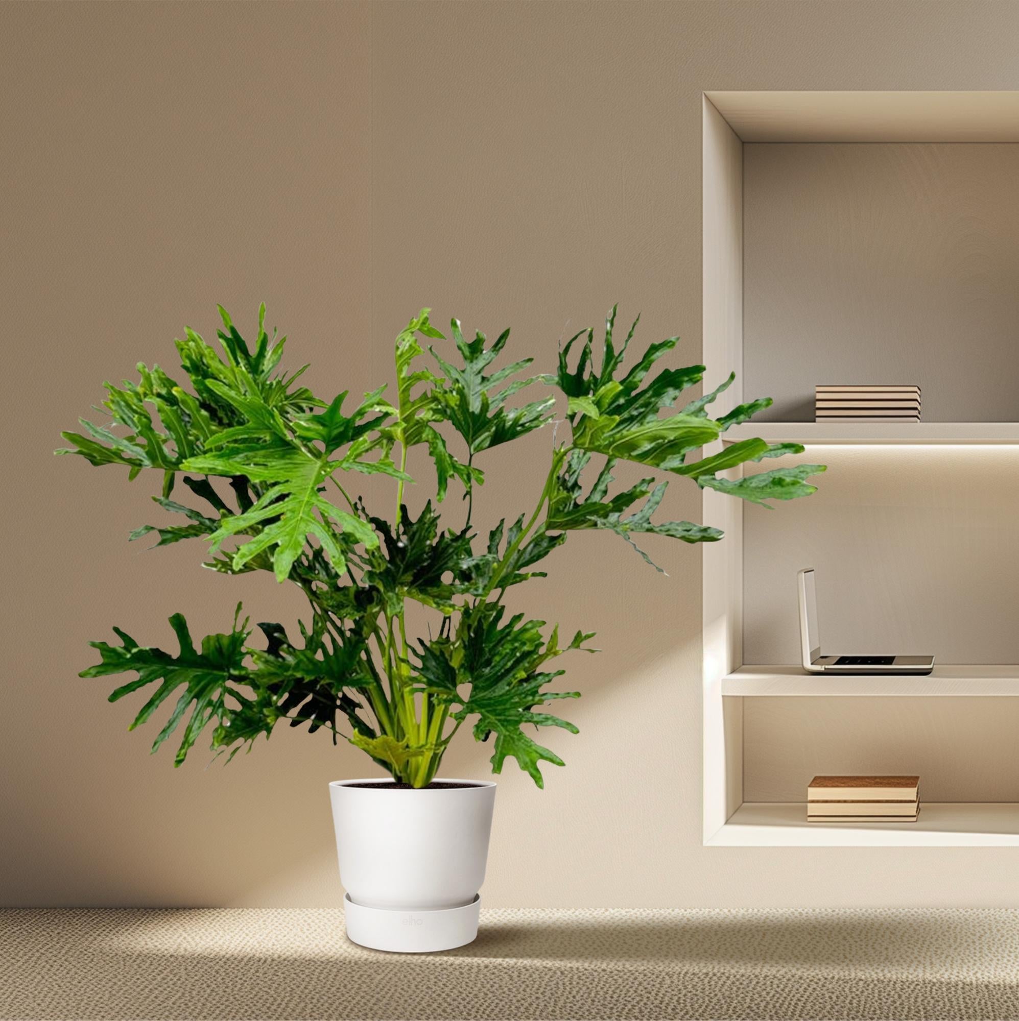 Philodendron Selloum - 120 cm - Ø27