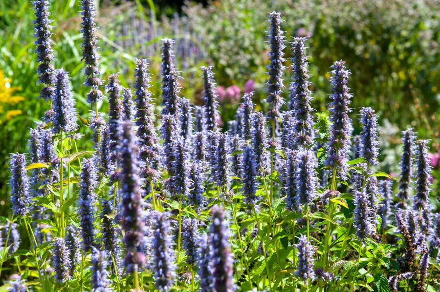 Duftnessel ‘Black Adder’ (Agastache)