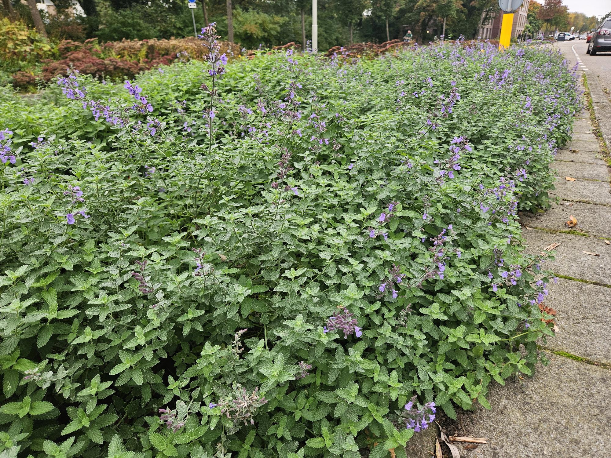 Katzenminze ‘Walker’s Low’ (Nepeta)
